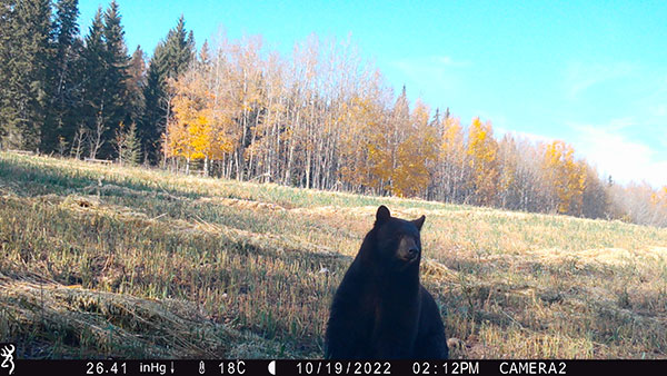 Salix Resource Management Ltd. Trail Camera Images